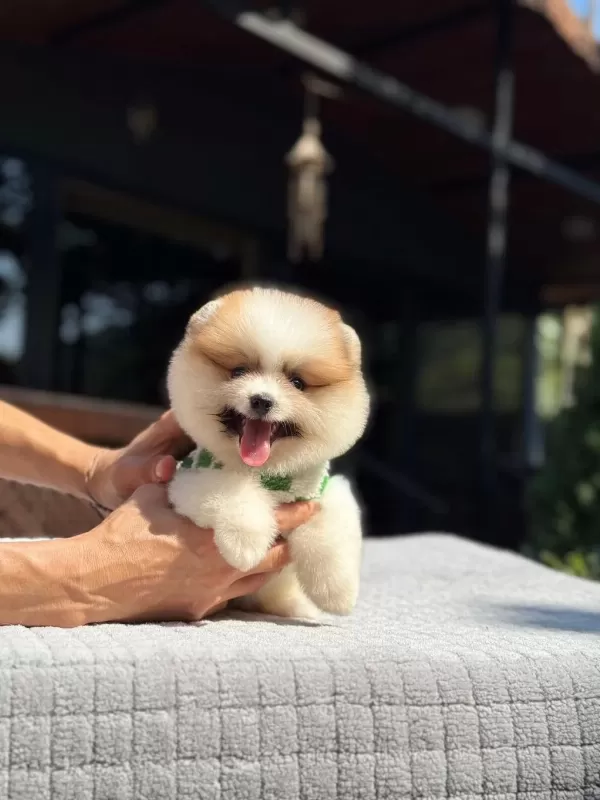 Sağlık Ve İrk Garantili Pomeranian