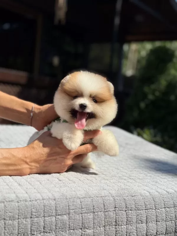 Sağlık Ve İrk Garantili Pomeranian