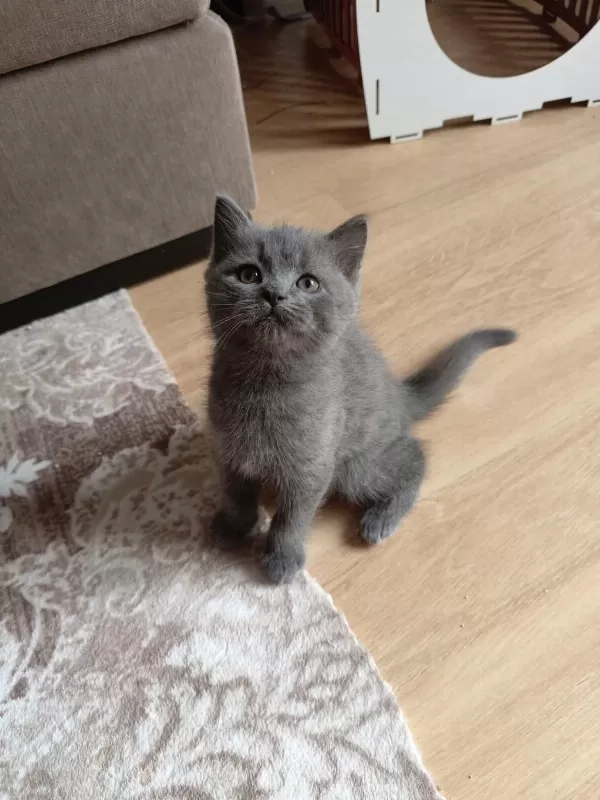 Exotic Shorthair Yavru