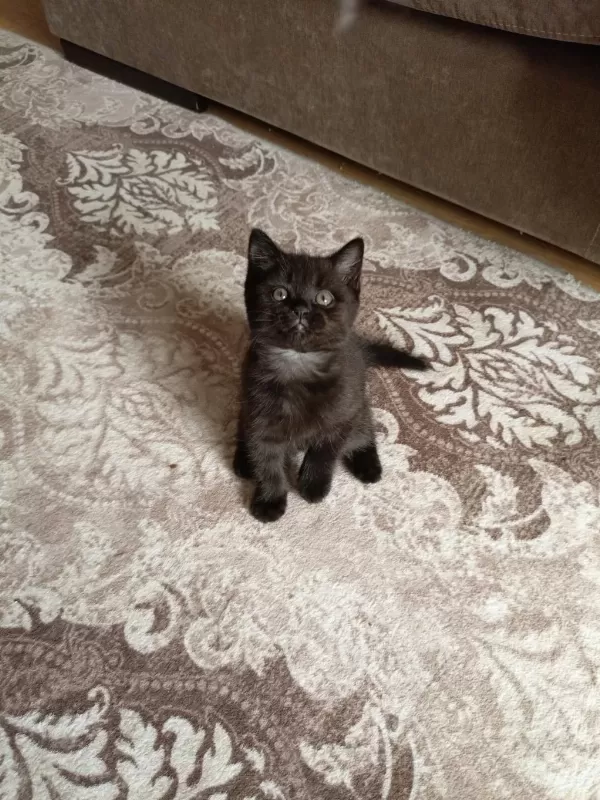 Exotic Shorthair Yavru