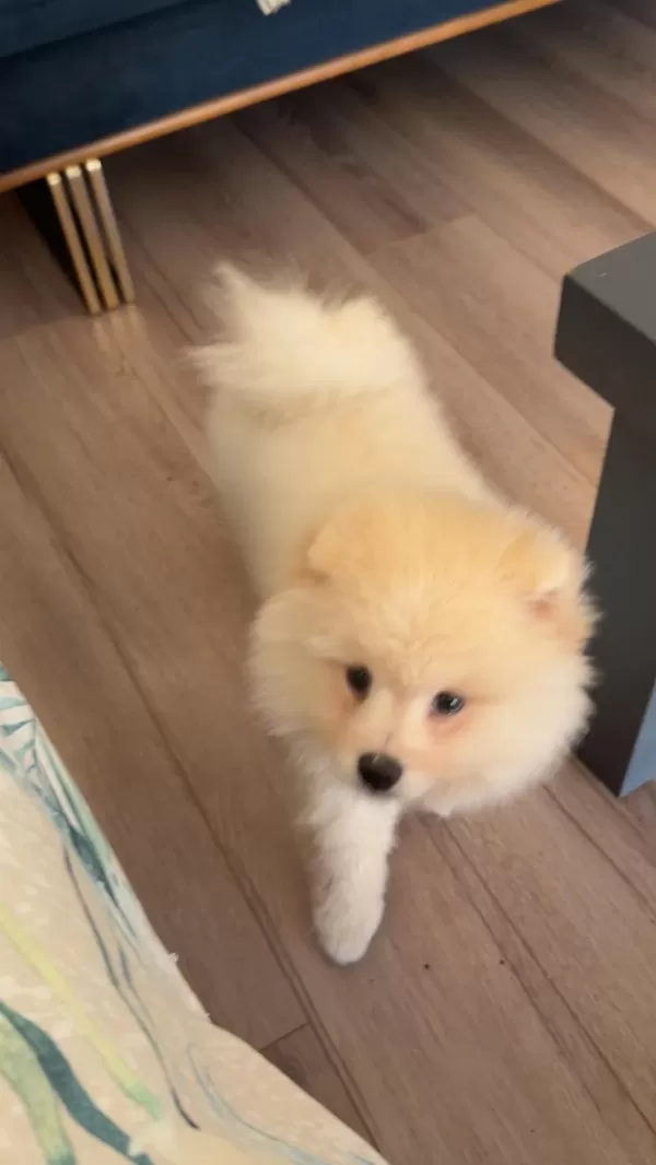 İzmir Pomeranian Boo Yavrumuz
