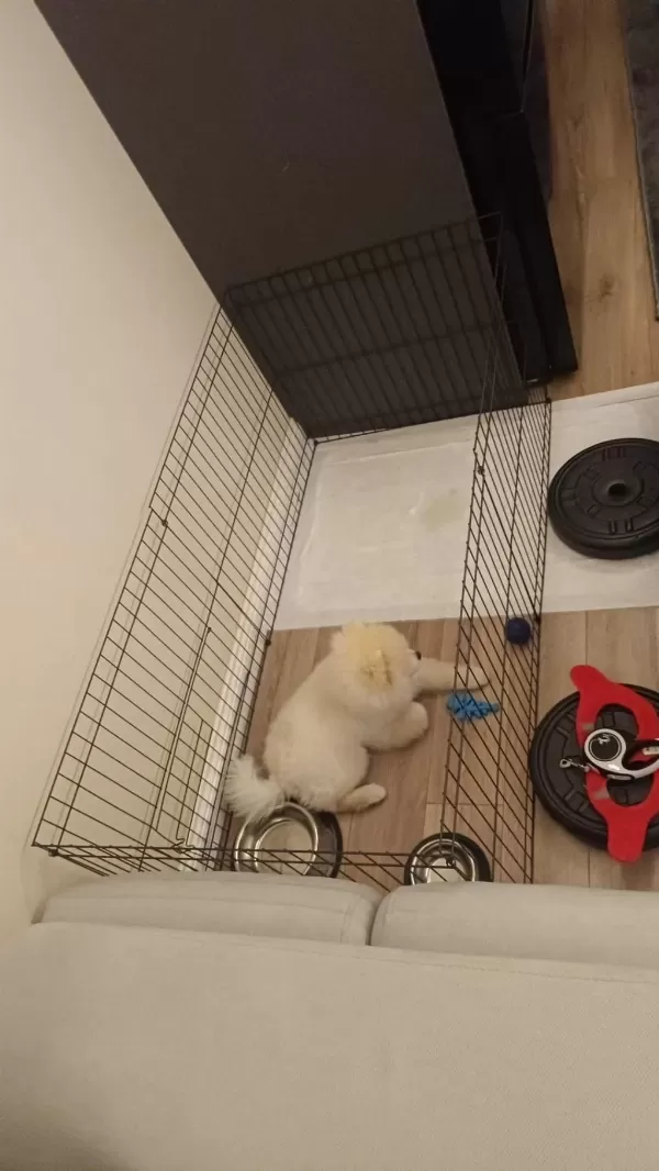 İzmir Pomeranian Boo Yavrumuz