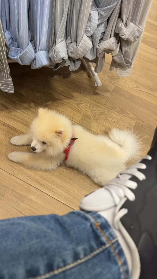 İzmir Pomeranian Boo Yavrumuz