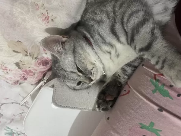 Harika Evcil Cins Kedimiz