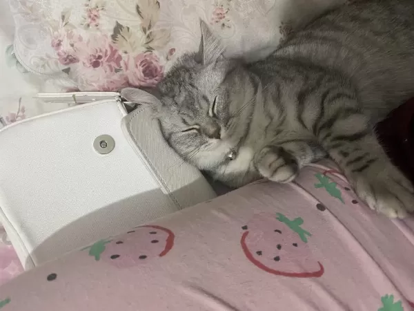 Harika Evcil Cins Kedimiz
