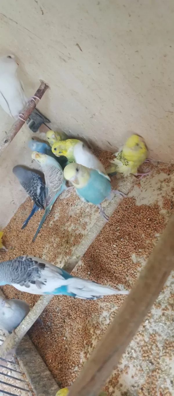 Yavru Alıştırmalık Muhabbet Kuşları