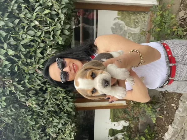 Beagle Yavrularım Sağlık Ve İrk Garantilidir