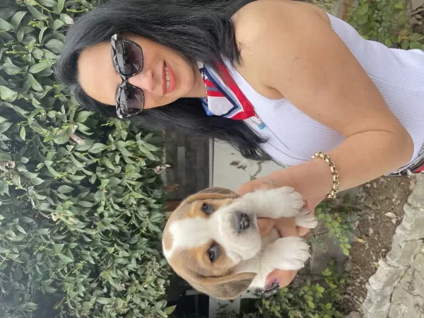 Beagle Yavrularım Sağlık Ve İrk Garantilidir