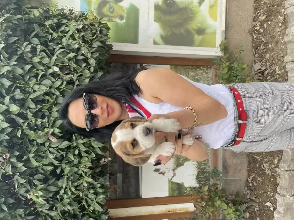 Beagle Yavrularım Sağlık Ve İrk Garantilidir