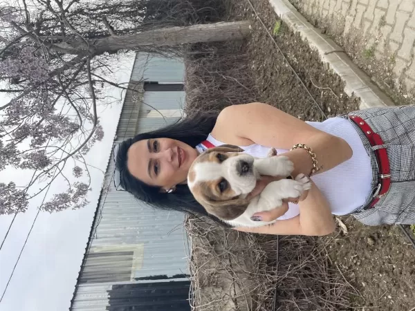 Beagle Yavrularım Sağlık Ve İrk Garantilidir