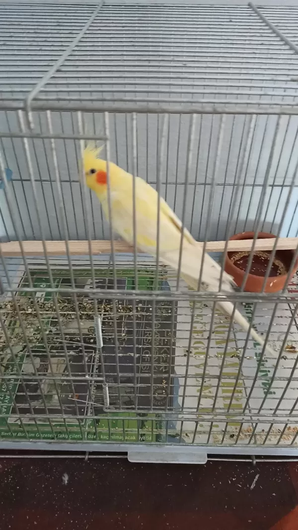 3 Yaş Erkek Sultan Papağanı
