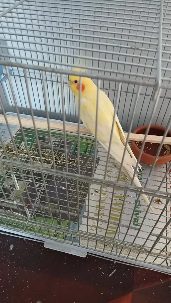 3 Yaş Erkek Sultan Papağanı
