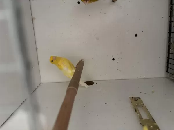 Sağlıklı Harz Roller İrkı Erkek Kanaryalar