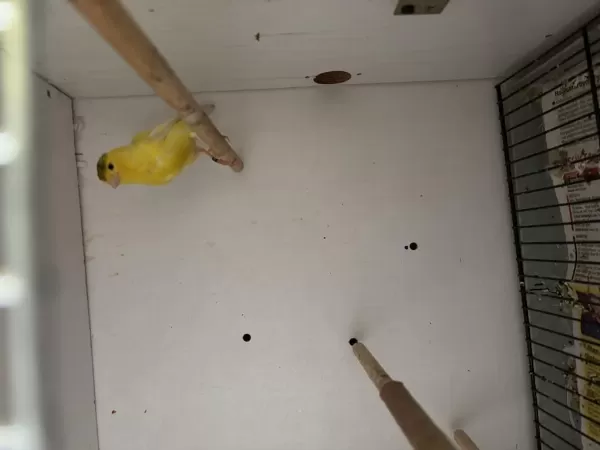 Sağlıklı Harz Roller İrkı Erkek Kanaryalar
