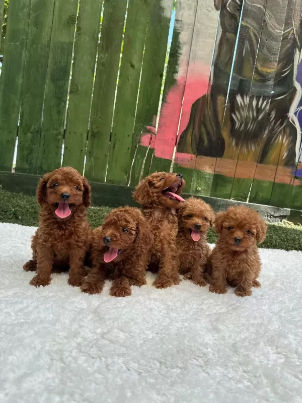 Denizli Merkez Teslime Hazir Poodle Yavrular