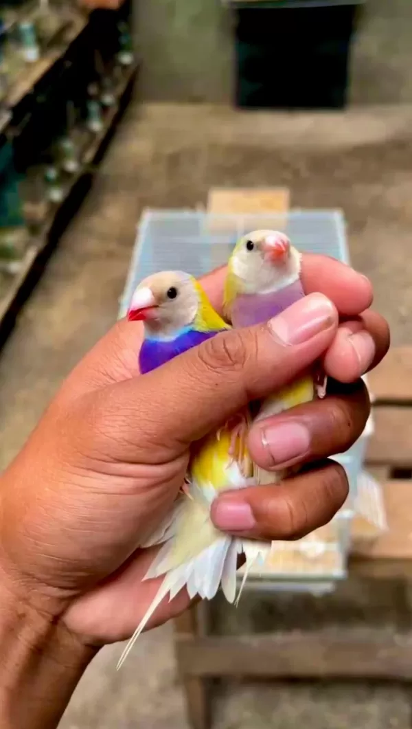 Goldıan Finch Takım Kuşlar