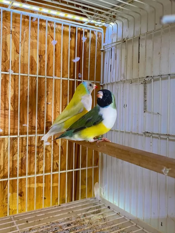 Goldıan Finch Takım Kuşlar