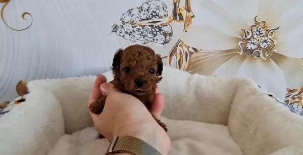 Toypoodle Yavrularimiz