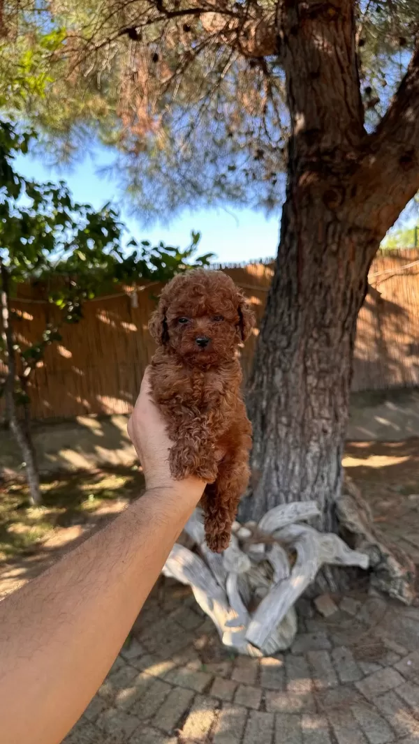 Sağlık Ve İrk Garantili Toy Poodle Yavrularımız