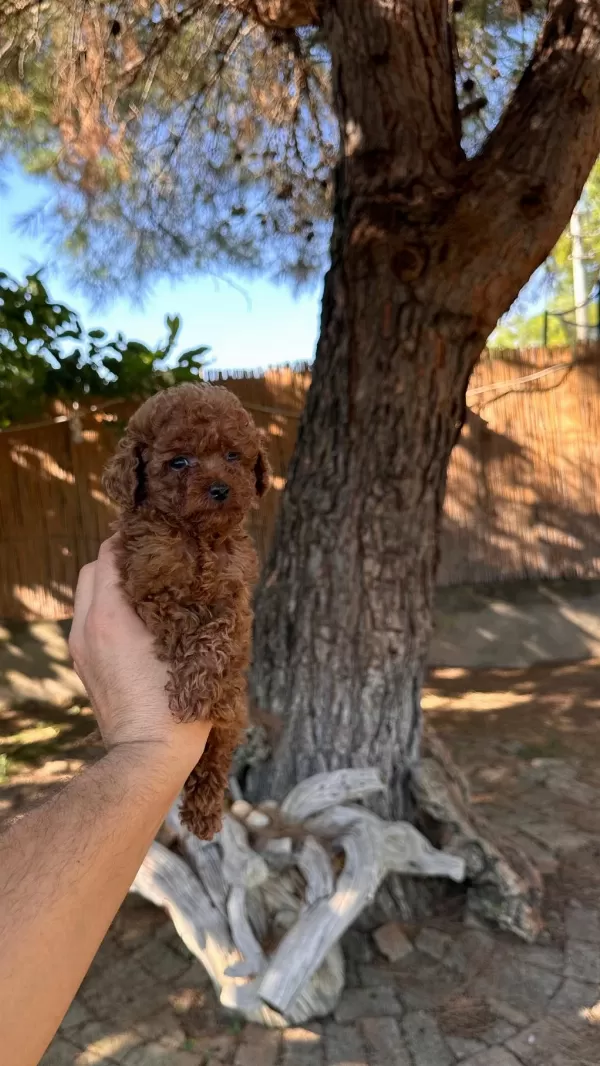 Sağlık Ve İrk Garantili Toy Poodle Yavrularımız