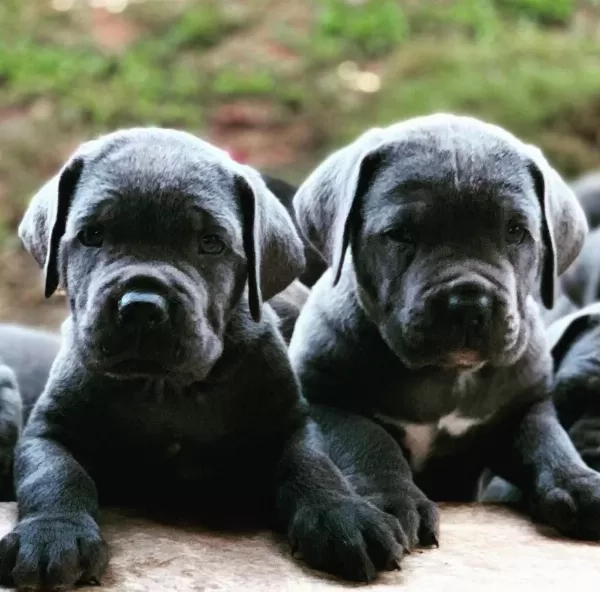 Blue Cane Corso Yavrulari