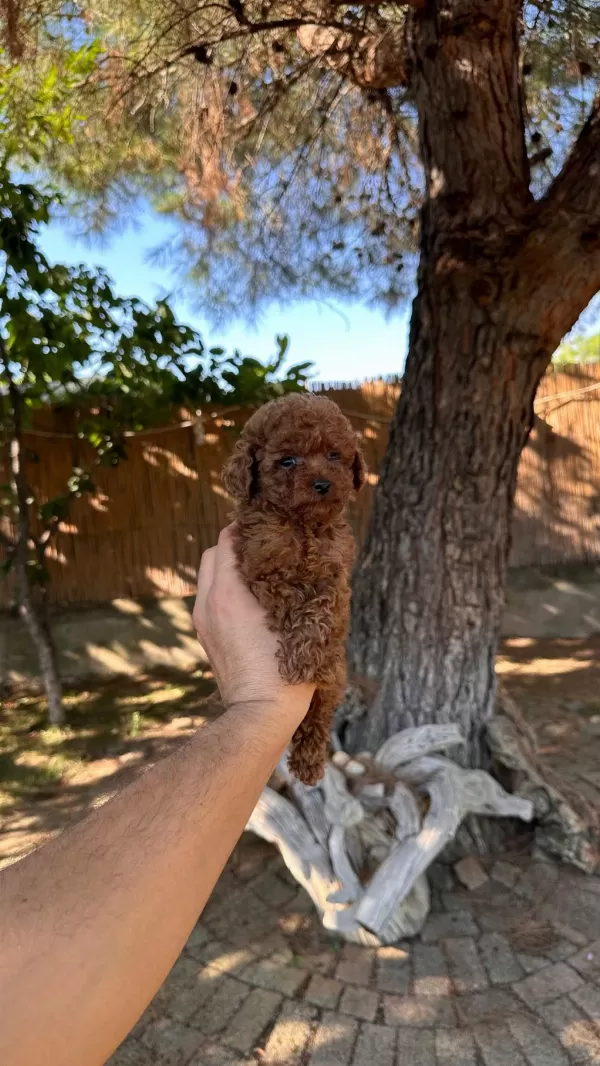 Sağlık Ve İrk Garantili Toy Poodle Yavrularımız