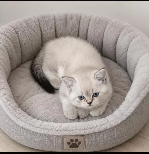 British Shorthair Erkek Dişi Ponpon Gibi Bebekler