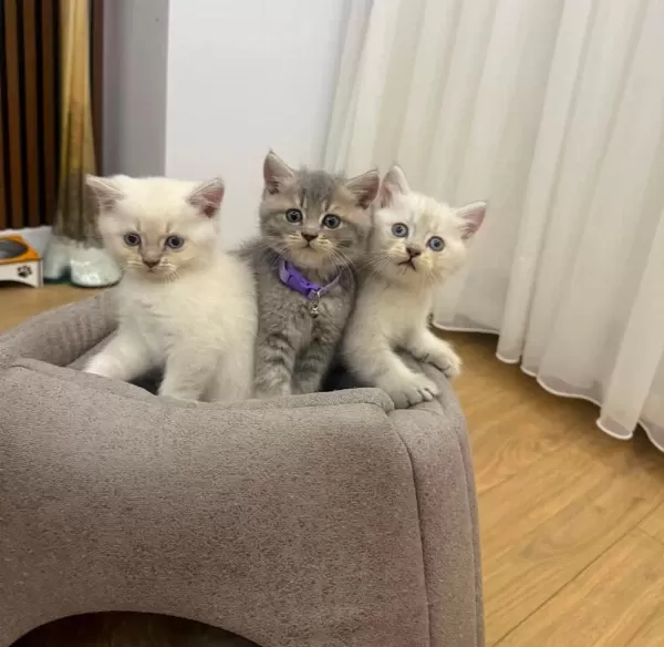 British Shorthair Erkek Dişi Ponpon Gibi Bebekler