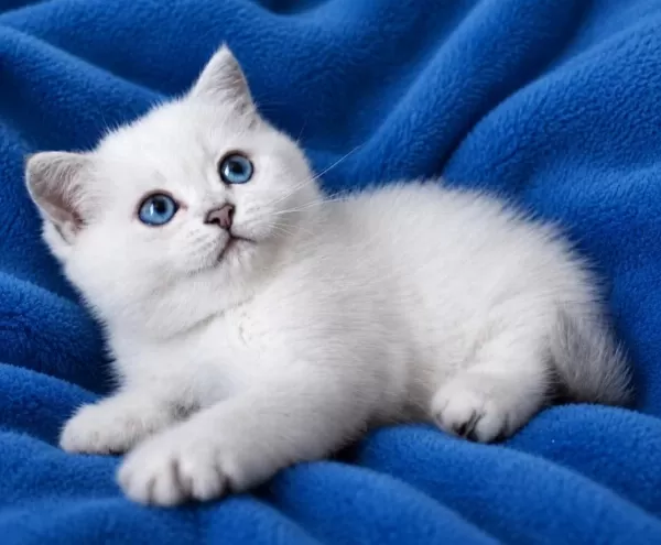 British Shorthair Erkek Dişi Ponpon Gibi Bebekler