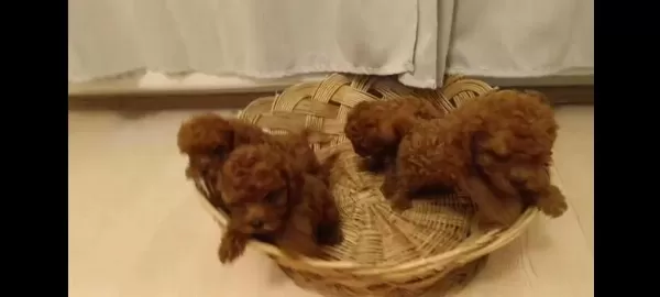 Red Brown Toy Poodle Bebekler Yeni Yuvalarını Bekliyorlar