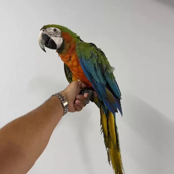 Konuşan Hibrit Rubygold Macaw