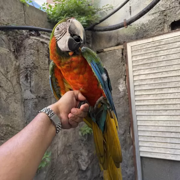 Konuşan Hibrit Rubygold Macaw