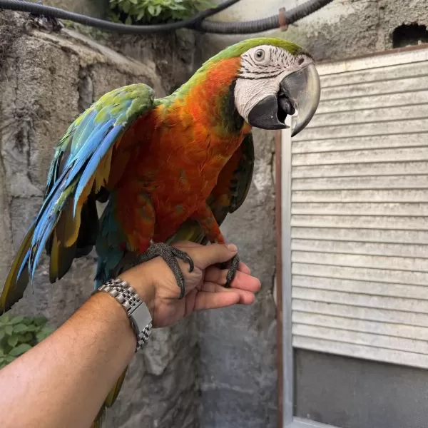 Konuşan Hibrit Rubygold Macaw
