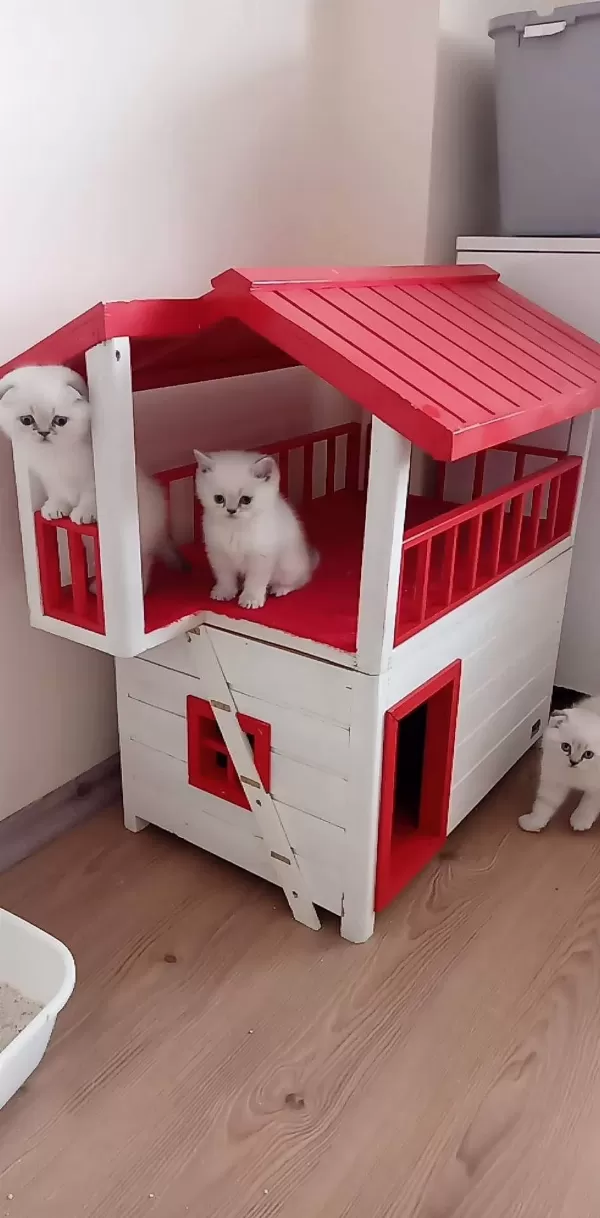 Ankara Nin En Güzel British Shorthair Yavrulari
