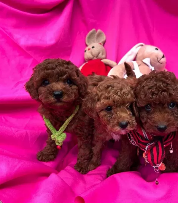 Show Cllas Red Brwon Bebek Yüz Toy Poodle Yavrular