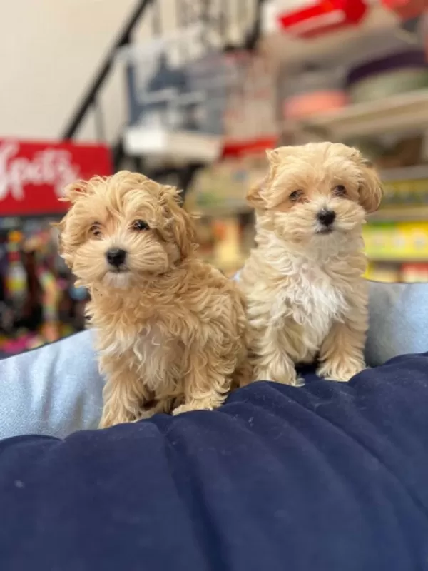 Tüy Dökmeyen Hipoalerjenik Safkan Teacup Maltipoo