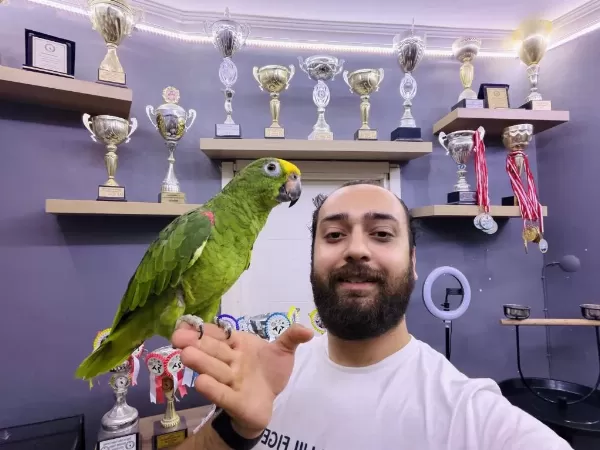Kahkaha Atan Full Evcil Amazon Papağani
