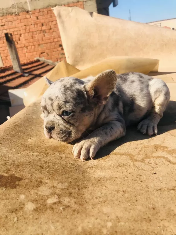 French Bulldog Köpeği