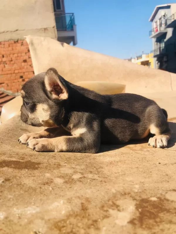 French Bulldog Köpeği