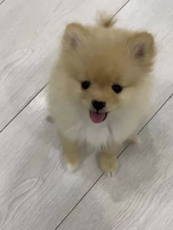 2 Aylık Erkek Pomeranian Pablo