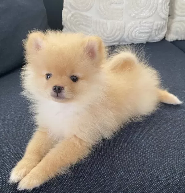 2 Aylık Erkek Pomeranian Pablo