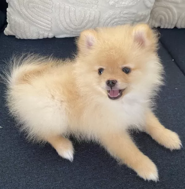 2 Aylık Erkek Pomeranian Pablo