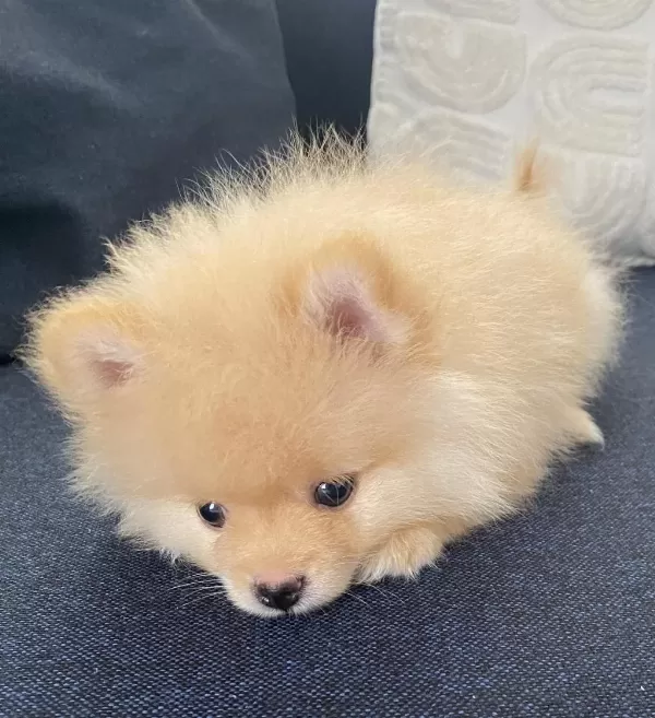 2 Aylık Erkek Pomeranian Pablo