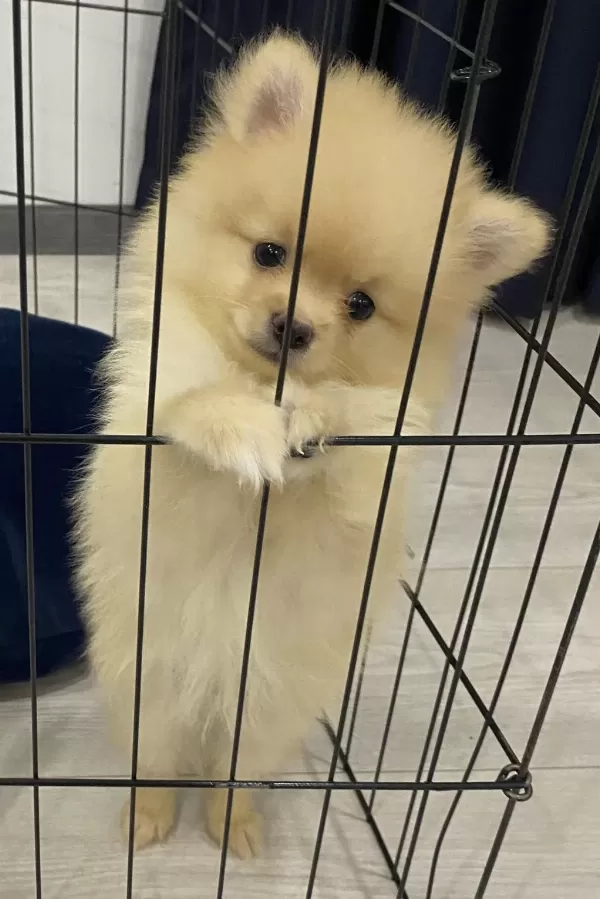 2 Aylık Erkek Pomeranian Boby