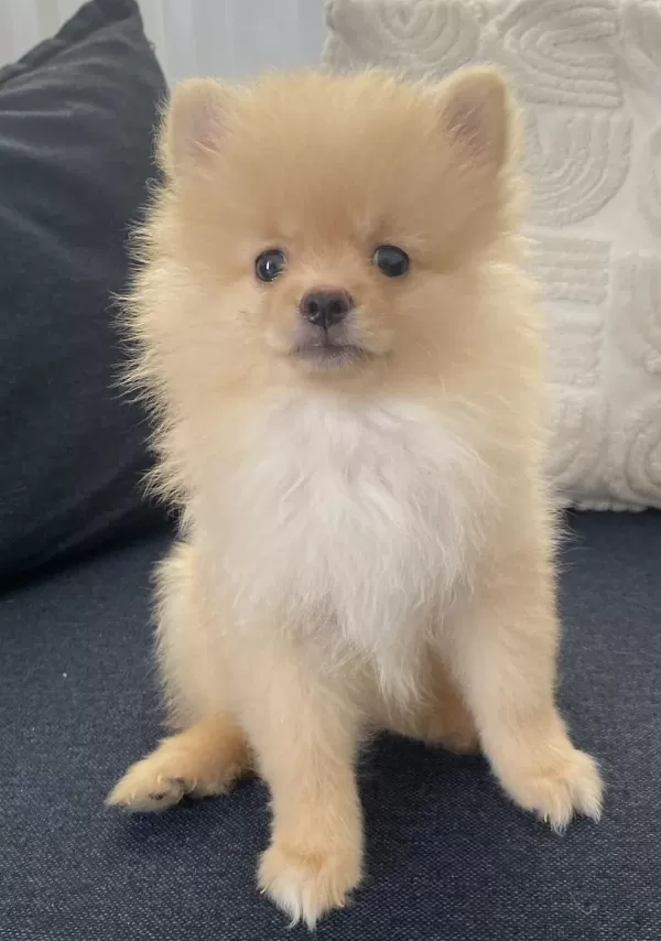 2 Aylık Erkek Pomeranian Boby