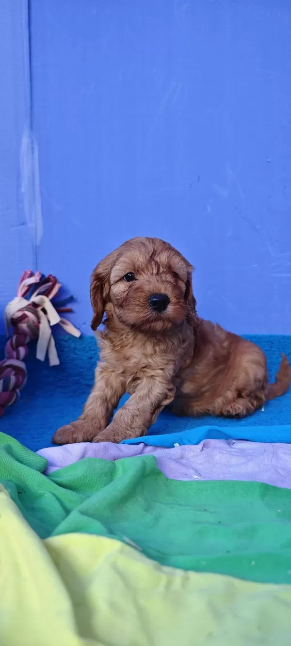 A Kalite Gerçek Cockapoo Yavrular