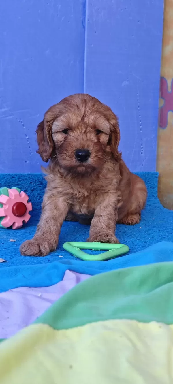 A Kalite Gerçek Cockapoo Yavrular