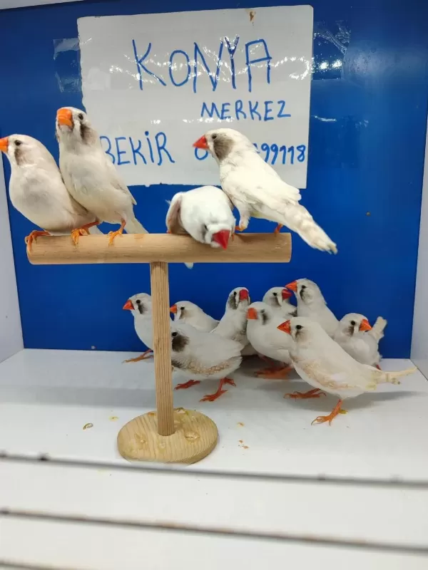 Beyaz Karayanak Hint Bülbülü