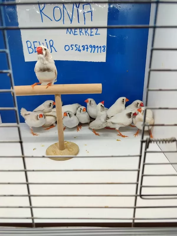 Beyaz Karayanak Hint Bülbülü