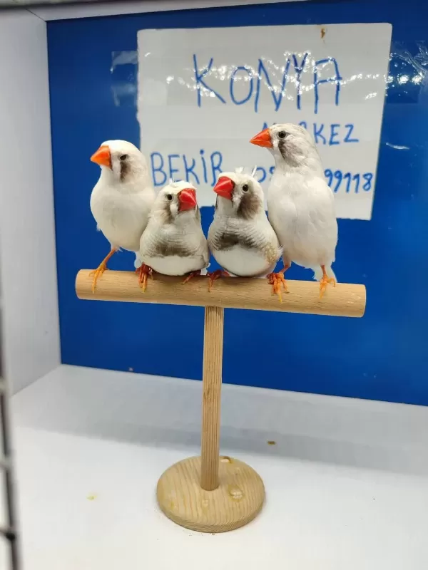 Beyaz Karayanak Hint Bülbülü